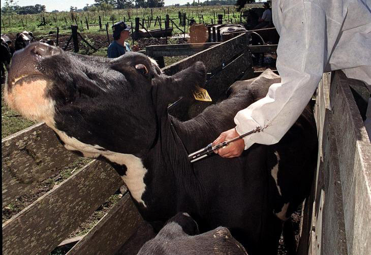 China confirma foco de febre aftosa