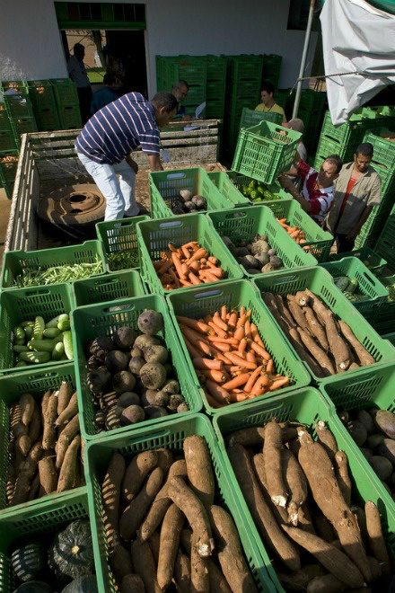 Cerca de 400 mil famílias serão beneficiadas com aquisição de alimentos Mais de 330 produtos da agricultura familiar são vendidos no PAA