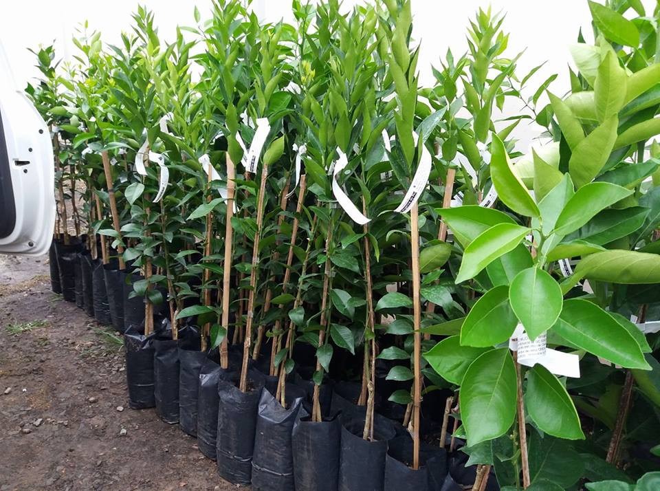 Vereador solicitou mudas de árvores frutíferas, sementes de árvores melíferas e lona para estufa para atender às demandas da comunidade indígena / Foto: Prefeitura Municipal de Feliz