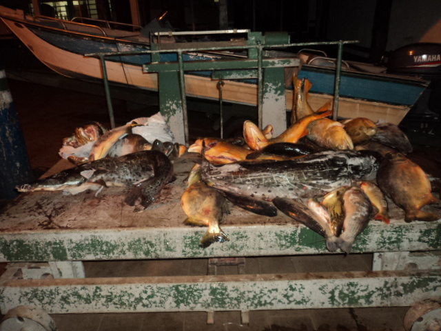 PMA prende dois pescadores paulistas com 81,5 kg de pescado