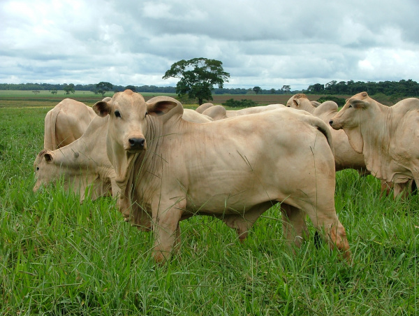 CNA e Fenapec unem-se na defesa da pecuária de corte
