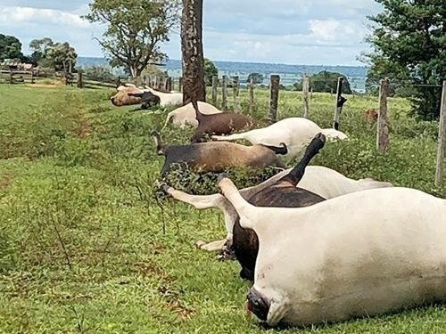 Animais não resistiram ao raioFoto: Divulgação/Costa Leste News