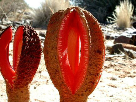 Alien, é você? Conheça uma das plantas mais bizarras de todos os tempos Alien, é você? Conheça uma das plantas mais bizarras de todos os tempos