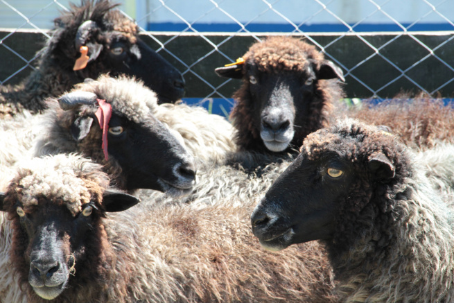 Embrapa lança 1º Sumário de Avaliação Genética de ovinos Morada Nova Embrapa lança 1º Sumário de Avaliação Genética de ovinos Morada Nova