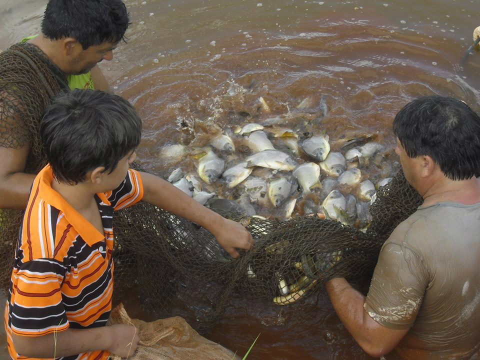 Quebra de recorde marca 12ª edição da Feira do Peixe Vivo em Amambai Produtores de Amambai se preparam para a chegada da 12ª feira do peixe vivo / Foto: Assessoria