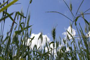 Cultivo do trigo (Marcos Santos/USP)