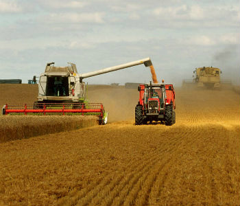 Preço dos alimentos teve queda mais acentuada em sete anos Produção de cereais em alta. Foto: FAO