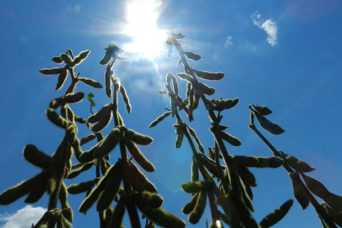 Produção de grãos deve crescer apenas 0,3% em MS, diz Conab