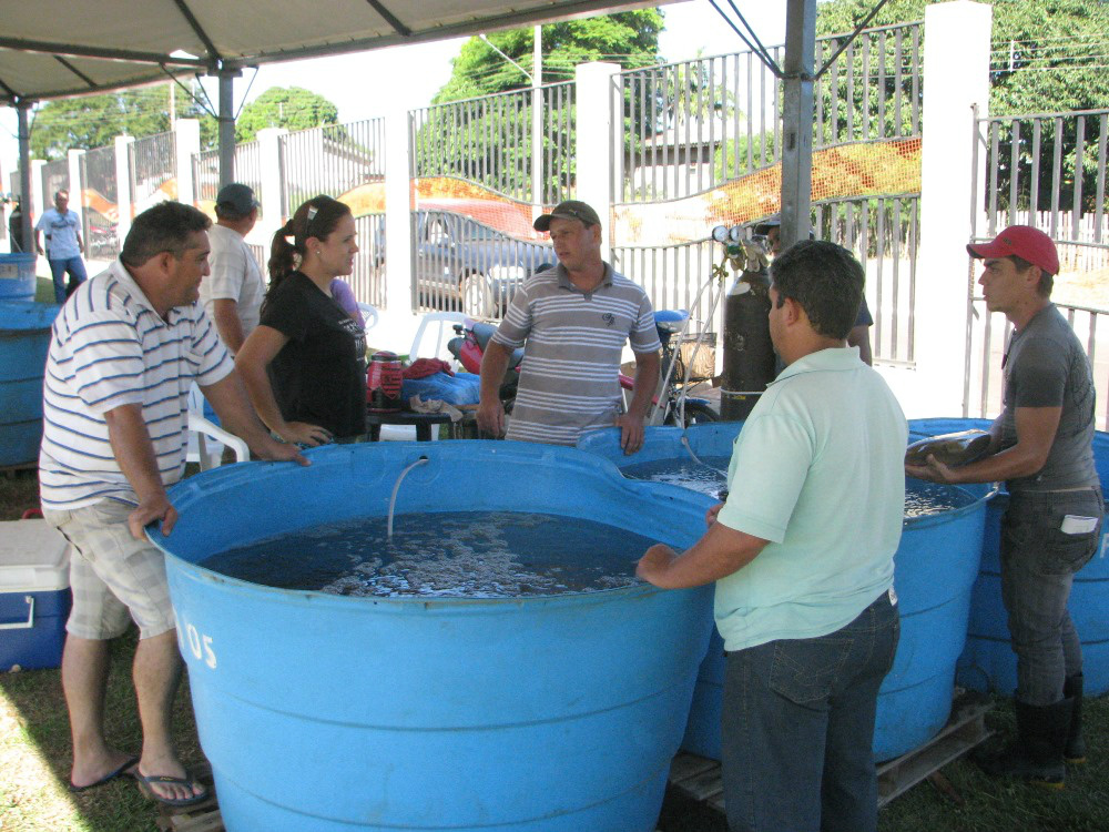 Quebra de recorde marca 12ª edição da Feira do Peixe Vivo em Amambai Cerca de 12 produtores participarão da feira em 2015 / Foto: Assessoria