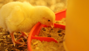 Medida pretende atualizar a legislação de rações destinadas a aves e suínos (Foto: Silvio Ávila)