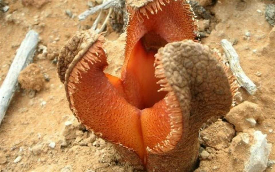 Alien, é você? Conheça uma das plantas mais bizarras de todos os tempos Alien, é você? Conheça uma das plantas mais bizarras de todos os tempos