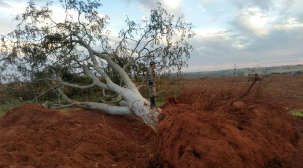 PMA autua empresa proprietária de fazenda por desmatamento em Sete Quedas 82 árvores das espécies angico, farinha-seca e bocaiúva foram derrubadas sem autorização do órgão ambiental Foto: Divulgação
