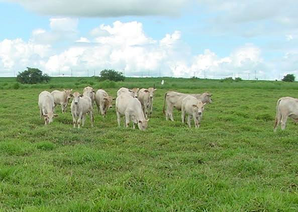 Pesquisas em ILP completam duas décadas na Embrapa Agropecuária Oeste Pesquisas em ILP completam duas décadas na Embrapa Agropecuária Oeste
