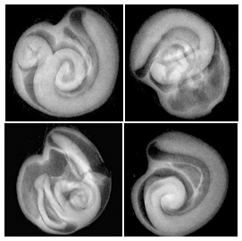 Imagens de raios X de sementes de tomate, híbrido BRS Nagai.Foto: Divulgação 