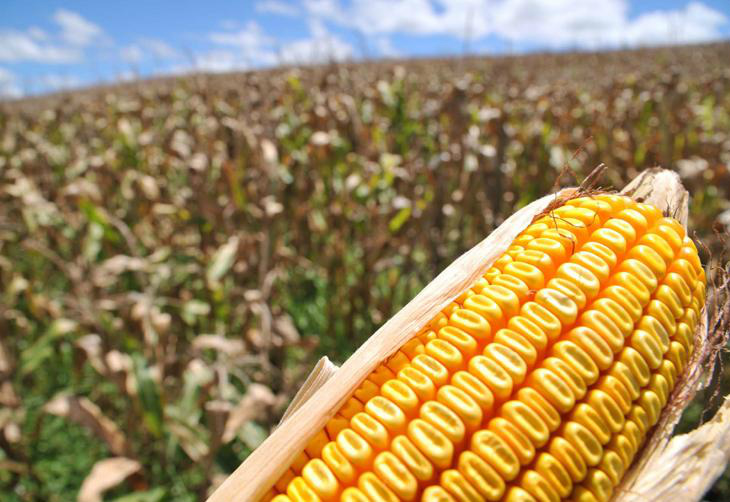 Novo recorde de produção e produtividade marca colheita do milho safrinha em MS Novo recorde de produção e produtividade marca colheita do milho safrinha em MS