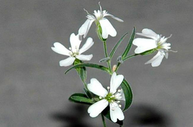 Planta de 30 mil anos é ‘ressuscitada’ por cientistas