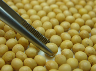 Soja mais saborosa chega ao mercado