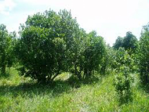 Projeto de fortalecimento da erva-mate em MS foi apresentado em Ponta Porã