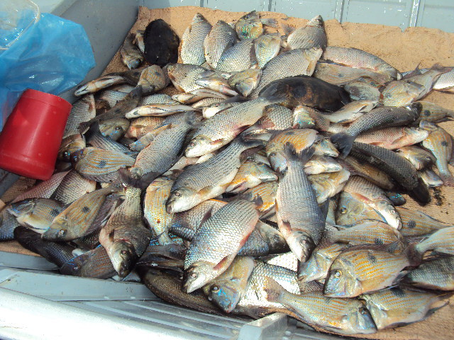 PMA prende pescador profissional com 15 quilos de peixe em Bataguassu