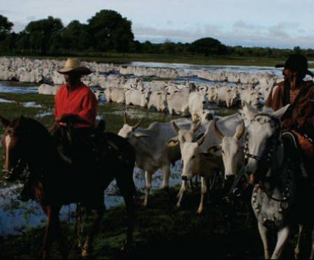 Começa vacinação 2015 contra Febre Aftosa em Mato Grosso do Sul Foto: Divulgação