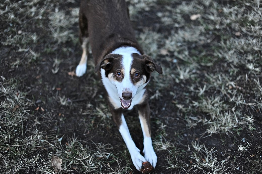 Pets também sentem ansiedade de separação; Veja como cuidar (Fonte: Pexels)