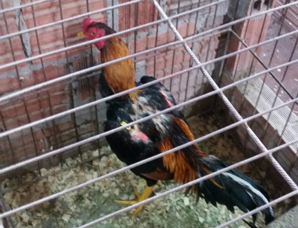 PMA autua em R$ 4 mil criador de galos de briga que sofriam maus-tratos