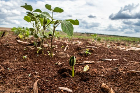 Plantio de soja evolui no Brasil com retorno das chuvas Foto: Ascom Famasul