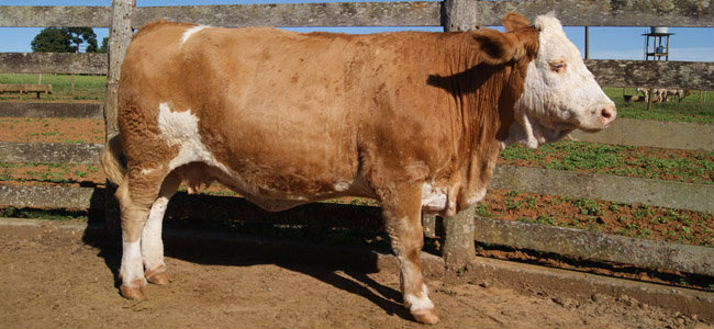 Leite em pó segue em queda no mercado internacional