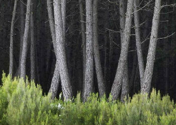Florestas podem ajudar no combate à mudança climática. Foto: FAO/Giulio Napolitano