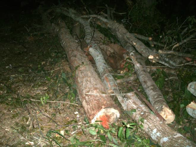 PMA autua infrator em R$ 7 mil por extração de madeira e uso de motosserra