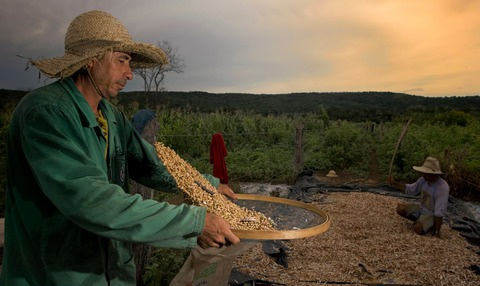 Mais de 550 mil agricultores familiares já aderiram ao Garantia-Safra