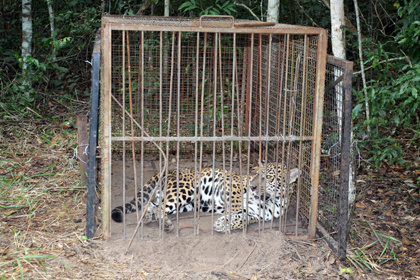 Onça que estava no Centro de Reabilitação de Animais Silvestres tem novo habitat
