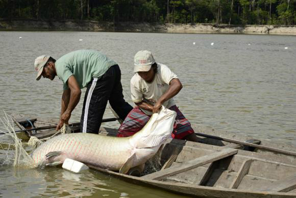 Instituto Mamirauá e pescadores do Amazonas fazem campanha contra venda do pira O pirarucu é um dos maiores peixes de águas fluviais e lacustres do Brasil Divulgação/Opan/Adriano Gambarini