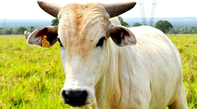 Iagro inicia a 1ª etapa de vacinação contra Febre Aftosa em Mato Grosso do Sul Iagro inicia a 1ª etapa de vacinação contra Febre Aftosa em Mato Grosso do Sul