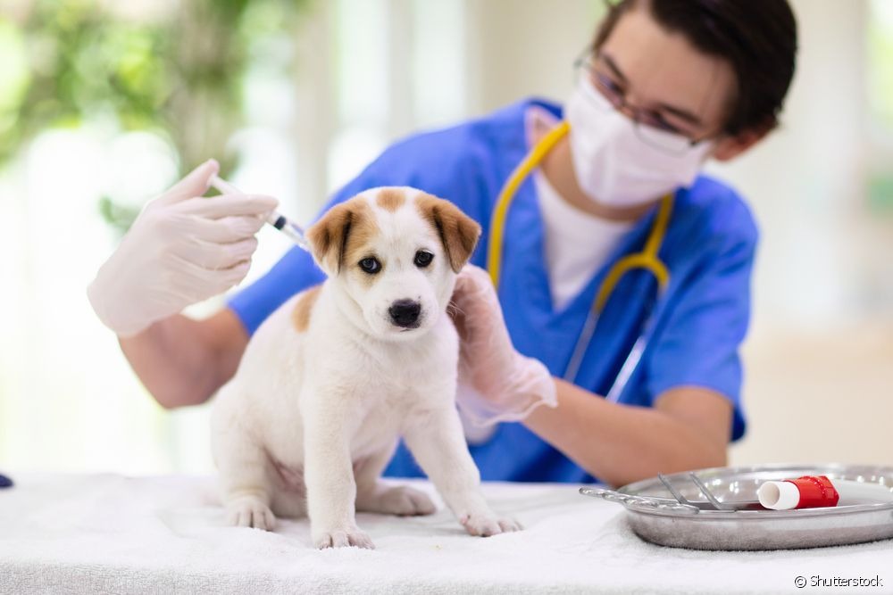 Vacina para cachorro: quando o filhote pode tomar e quais as primeiras doses Foto: divulgação