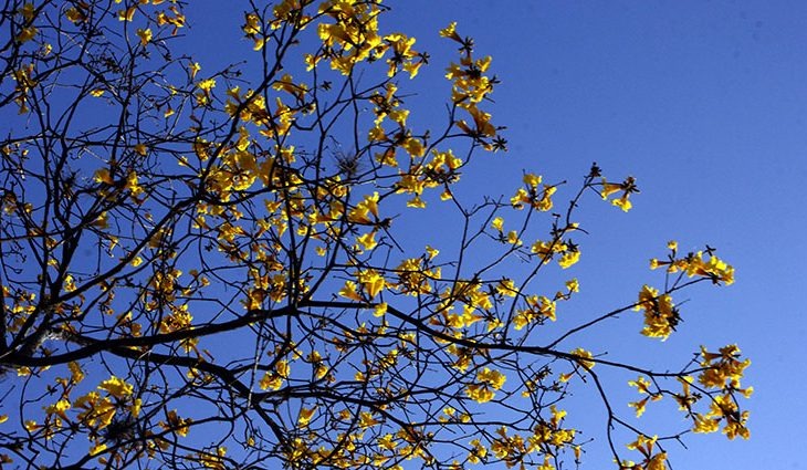 Setembro terá tempo seco e calorão; chuva deve chegar junto com a primavera Foto: Chico Ribeiro