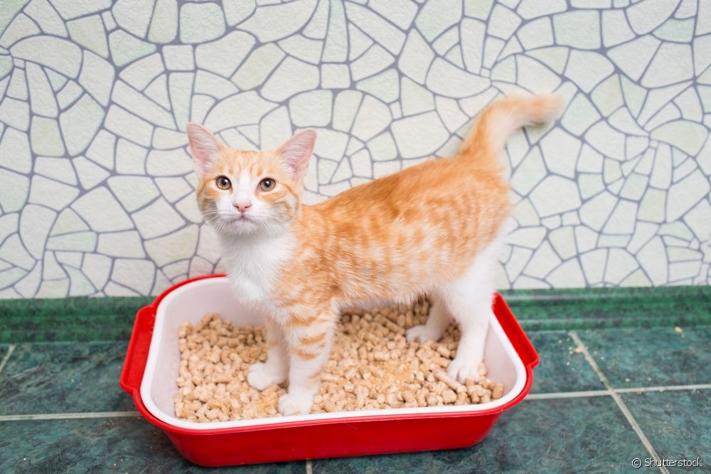 Caixa de areia: como funciona o granulado de madeira para gatos? Foto: divulgação