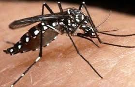 País registra 789 casos de chikungunya, segundo o Ministério da Saúde