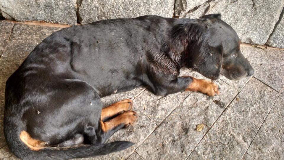 Mais de 100 animais já foram resgatados pela entidade, nas ruas de Amambai / Foto: Arquivo/Associação