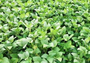A importância da resistência de cultivares contra as doenças Foto: Divulgação