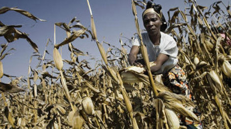 Quase 60% das crianças trabalhadoras estão na agricultura
