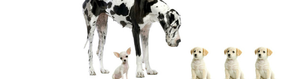 Conheça alguns cachorros muito estranhos! Conheça alguns cachorros muito estranhos!