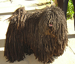 Conheça alguns cachorros muito estranhos! Conheça alguns cachorros muito estranhos!