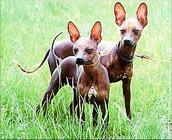 Conheça alguns cachorros muito estranhos! Conheça alguns cachorros muito estranhos!