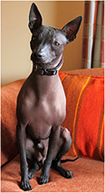 Conheça alguns cachorros muito estranhos! Conheça alguns cachorros muito estranhos!