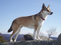 Conheça alguns cachorros muito estranhos! Conheça alguns cachorros muito estranhos!