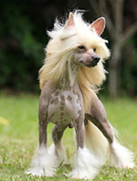 Conheça alguns cachorros muito estranhos! Conheça alguns cachorros muito estranhos!