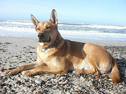 Conheça alguns cachorros muito estranhos! Conheça alguns cachorros muito estranhos!