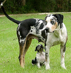 Conheça alguns cachorros muito estranhos! Conheça alguns cachorros muito estranhos!
