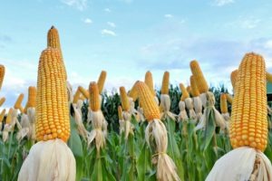 Poucas alterações nas cotações de milho